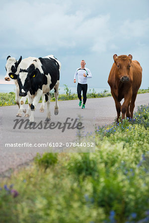 Man running, cows on roadside