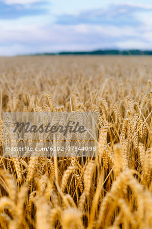 Wheat field