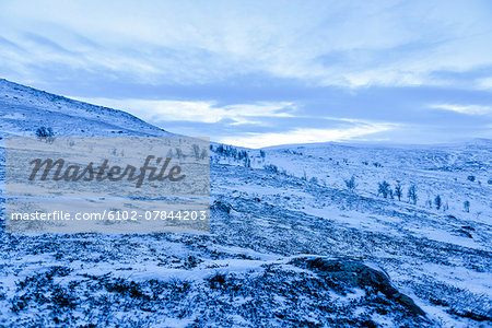 Snowy landscape