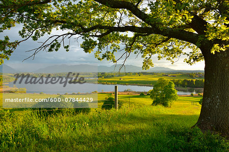 Countryside with Tree at sunset in spring, Lake Riegsee, Upper Bavaria, Bavaria, Germany