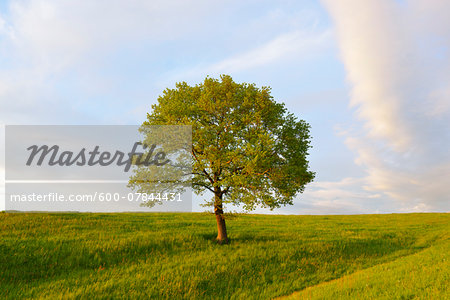Meadow with Tree, Upper Bavaria, Bavaria, Germany