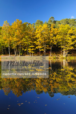 Lake with Autumn Colored Trees, Stuedenbach, Eppenbrunn, Pfaelzerwald, Rhineland-Palatinate, Germany