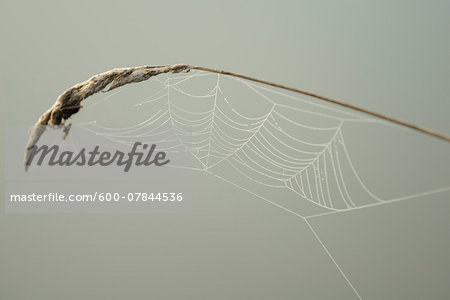 Close-up of Spiderweb in Early Morning in Autumn, Bavaria, Germany