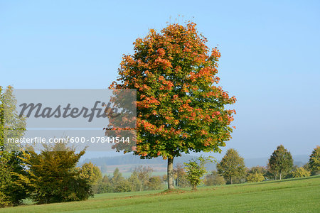 Norway Maple (Acer platanoides) Tree in Autumn, Bavaria, Germany