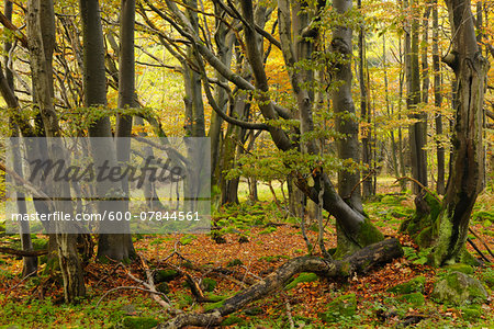 Forest in Autumn, Wasserkuppe, Gersfeld, Rhon Mountain Range, Hesse, Germany