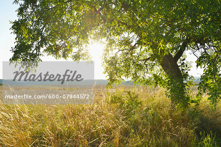 Walnut Tree in Summer with Sun, Arnstein, Franconia, Bavaria, Germany
