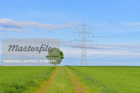 Power Line with Tree and Tire Tracks through Field, Schwabhausen, Upper Bavaria, Bavaria, Germany