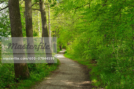 Lakeside Path in Spring, Seeshaupt, Starnberger See, Upper Bavaria, Bavaria, Germany
