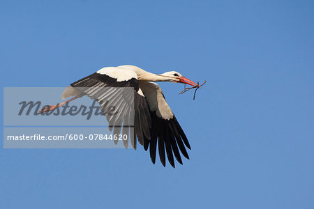 White Stork (Ciconia ciconia) in Flight, Germany