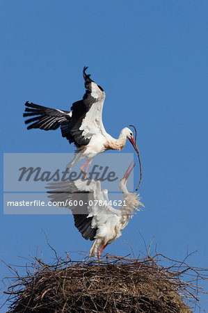 White Storks (Ciconia ciconia) Building Nest, Germany