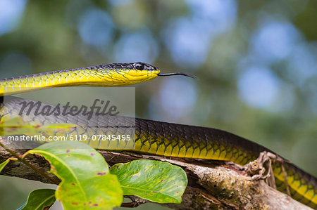 An adult Australian tree snake )Dendrelaphis punctulata), on the banks of the Daintree River, Daintree rain forest, Queensland, Australia, Pacific