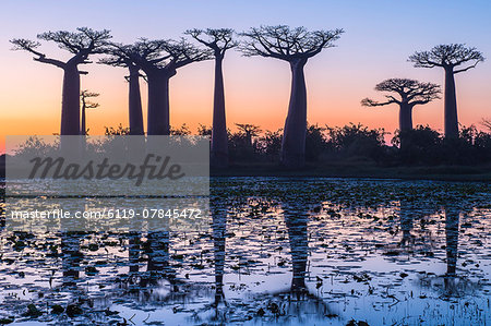 Baobab trees (Adansonia Grandidieri) reflecting in the water at sunset, Morondava, Toliara province, Madagascar, Africa