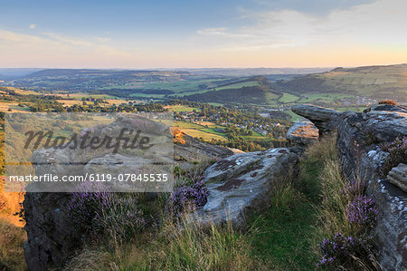 Purple heather on Curbar Edge, above Curbar and Calver villages in summer, Peak District National Park, Derbyshire, England, United Kingdom, Europe