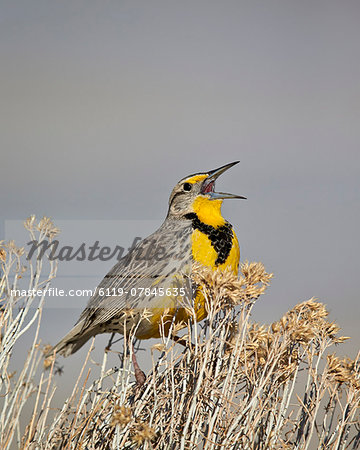 Western Meadowlark (Sturnella neglecta), Antelope Island State Park, Utah, United States of America, North America