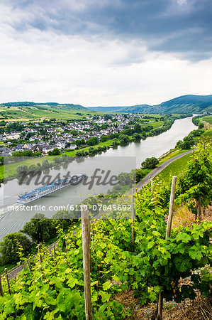 Cruise ship passing a vineyard at Muehlheim, Moselle Valley, Rhineland-Palatinate, Germany, Europe
