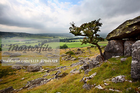 Lone tree above Crummack Dale, Yorkshire, England, United Kingdom, Europe