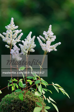 False Goat Beard