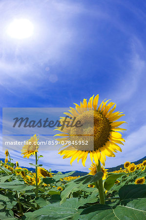 Sunflower field