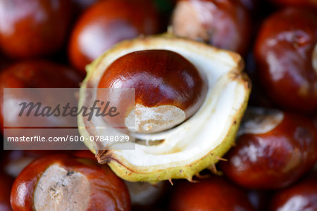 Close-up of horse-chestnuts (Aesculus hippocastanum) in a garden in summer, Bavaria, Germany