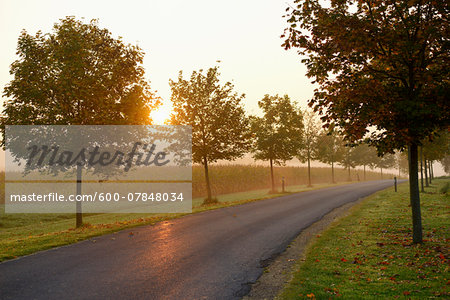 Scenic view of Norway maple (Acer platanoides) trees lining a street at sunrise in autumn, Upper Palatinate, Bavaria, Germany