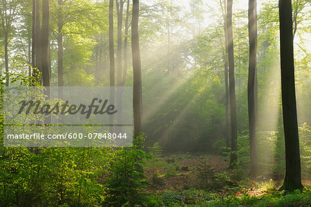 Sunbeams in Beech Forest, Spessart, Bavaria, Germany, Europe Sunbeams in Beech Forest, Spessart, Bavaria, Germany, Europe