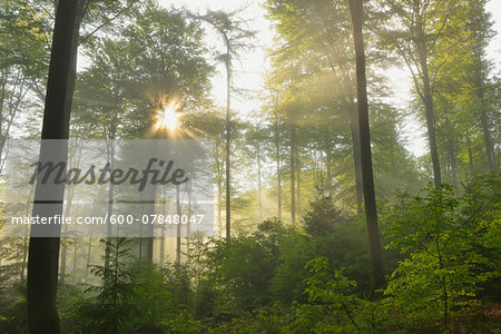 Sunbeams in Beech Forest, Spessart, Bavaria, Germany, Europe Sunbeams in Beech Forest, Spessart, Bavaria, Germany, Europe