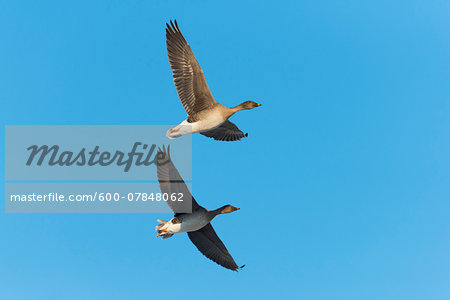 Bean Geese (Anser fabalis), flying against blue sky, Hesse, Germany, Europe