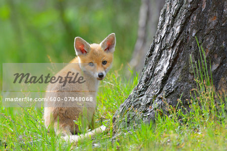 Young Red Fox, Vulpes vulpes, Hesse, Germany, Europe