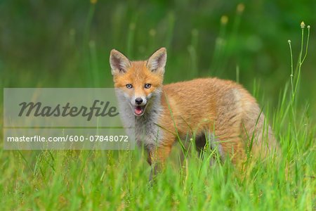 Young Red Fox, Vulpes vulpes, Hesse, Germany, Europe Young Red Fox, Vulpes vulpes, Hesse, Germany, Europe