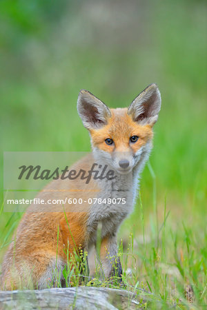 Young Red Fox, Vulpes vulpes, Hesse, Germany, Europe