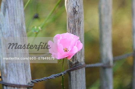 A pink rose growing around a wooden fence, Bavaria, Germany