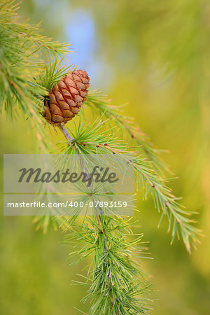 Close up cone on pine in forest