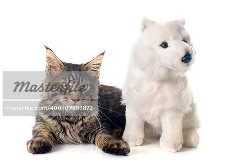 maine coon kitten and toy in front of white background