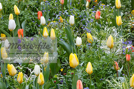 Beautiful varicolored tulips  in the spring time. Nature many-coloured background.