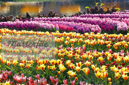 Beautiful yellow tulips and pink hyacinths near pond. Nature spring background.