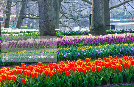 Red tulips, varicolored crocuses  and pink hyacinths in spring park.