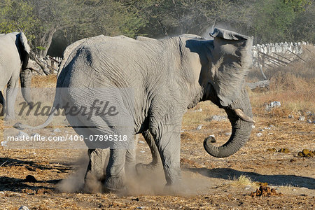 An Elephant charging another elephant, Okaukeujo waterhole, Etosha National Park, Namibia