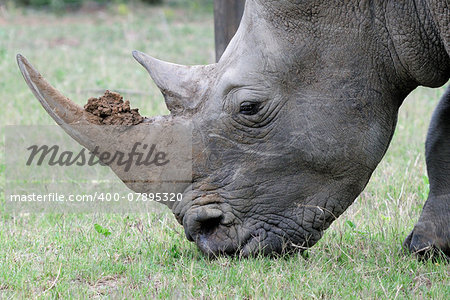 A white rhino male with mud on horn