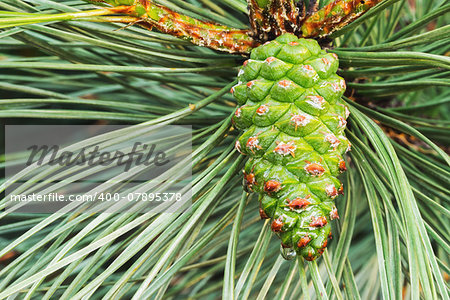 Emerging green pine cone on the tree