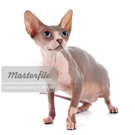 Sphynx Hairless Cat in front of white background