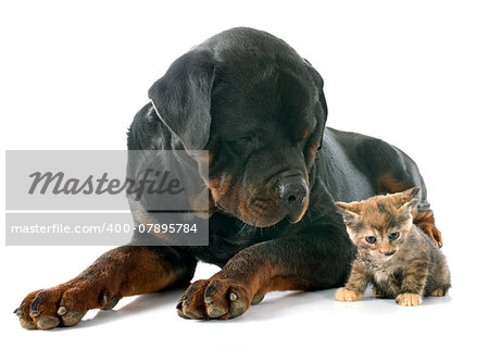 young rottweiler and kitten in front of white background