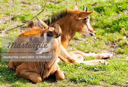Two young sable antelopes lying on the ground