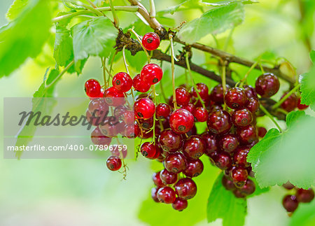 Bunch of red currant berry on the bush.