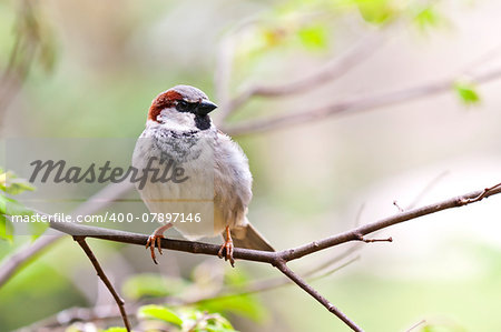 A portrait of a sparrow sitting on a branch