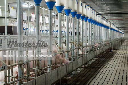 Pork plant with very large pigs in special stalls