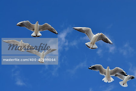 Seagulls flying against the blue sky close up