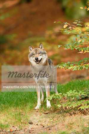 Portrait of Eurasian Wolf (Canis lupus lupus) in Autumn, Bavarian Forest National Park, Bavaria, Germany