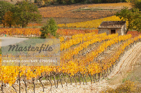 Vineyard in autumn, Provence, France Vineyard in autumn, Provence, France