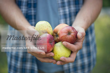 Hands of young male farmer holding apples, Premosello, Verbania, Piemonte, Italy