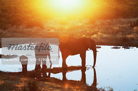 Silhouetted african elephants at waterhole, Etosha National Park, Namibia